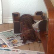 Blanding af racer Laika