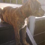 Blanding af racer Laika