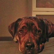 Blanding af racer Laika