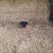 Dobermann Raphaels Marcello