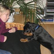 Dobermann Raphaels Marcello