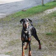 Dobermann Raphaels Marcello