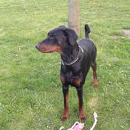 Dobermann Raphaels Marcello