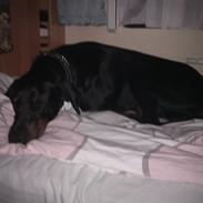 Dobermann Raphaels Marcello