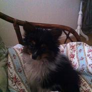 Papillon Shiva