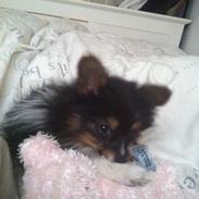 Papillon Shiva