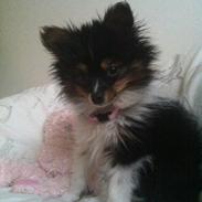 Papillon Shiva