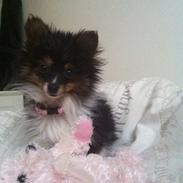 Papillon Shiva