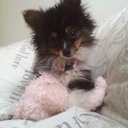 Papillon Shiva