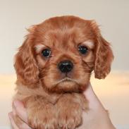 Cavalier king charles spaniel Luna
