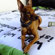 Dvaergpinscher Kimi