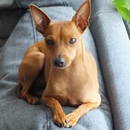 Dvaergpinscher Kimi