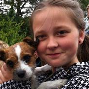 Jack russell terrier Tøsen