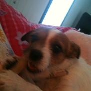 Jack russell terrier Tøsen