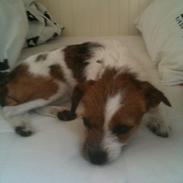 Jack russell terrier Tøsen