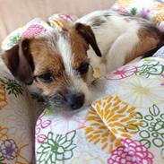 Jack russell terrier Tøsen