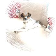 Jack russell terrier Tøsen
