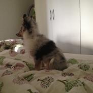 Shetland sheepdog Eleiko (Ellie)