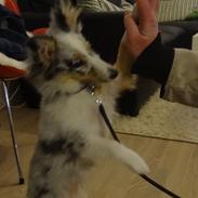 Shetland sheepdog Eleiko (Ellie)