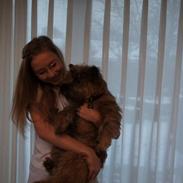 Cairn terrier Cale Hill's Mac.