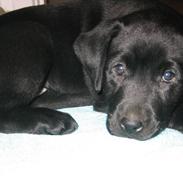 Labrador retriever freja