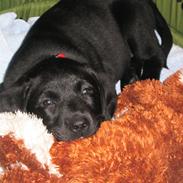 Labrador retriever freja