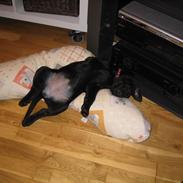 Labrador retriever freja