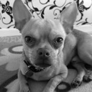 Chihuahua Chico