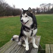 Alaskan malamute Malik