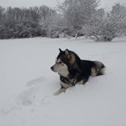 Alaskan malamute Malik