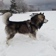 Alaskan malamute Malik