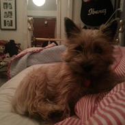 Cairn terrier Frida