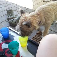 Cairn terrier Frida