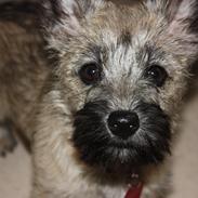 Cairn terrier Frida