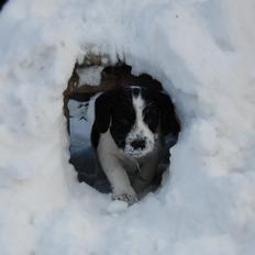 Blanding af racer Maddie