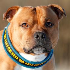 Staffordshire bull terrier Giwidos Dressed To Impress Aka Albert 2009 - 2022