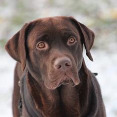 Labrador retriever Santos