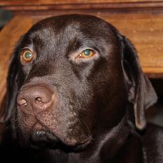 Labrador retriever Santos