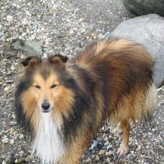 Shetland sheepdog Mickey *RIP*