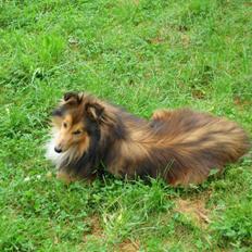 Shetland sheepdog Mickey *RIP*