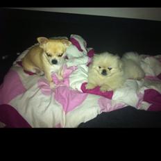 Pekingeser Django
