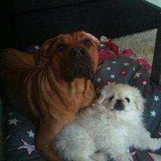 Pekingeser Django