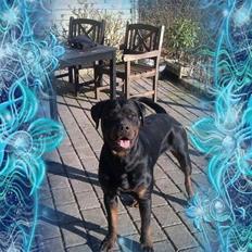 Rottweiler Bailey (Den bedste)