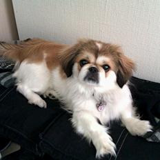 Pekingeser Mollie