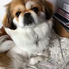 Pekingeser Mollie