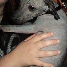 Xoloitzcuintle bjørn