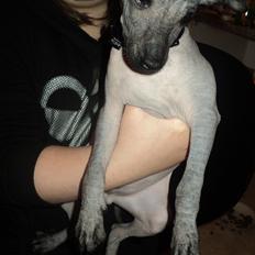 Xoloitzcuintle bjørn