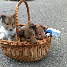 Shetland sheepdog Ophian Homemade Hamish (Hamish)