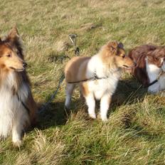 Shetland sheepdog Ophian Homemade Hamish (Hamish)