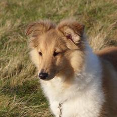 Shetland sheepdog Ophian Homemade Hamish (Hamish)